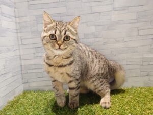ミヌエット(足長)￥163,900(税込)