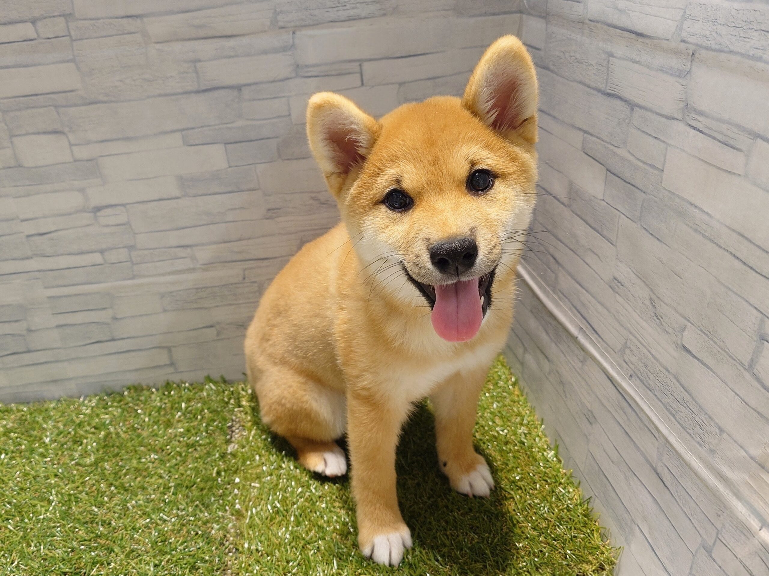 ⑬柴犬