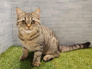ミヌエット(足長)￥163,900(税込)→7/23迄￥141,900(税込)