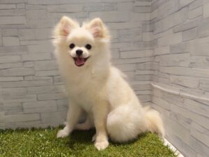 ポメラニアン￥174,900(税込)→7/23迄￥141,900(税込)