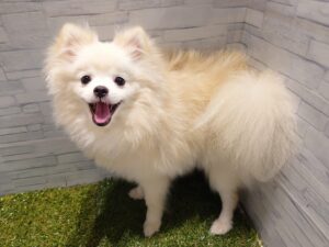 ポメラニアン￥108,900(税込)→9/23迄￥86,900(税込)