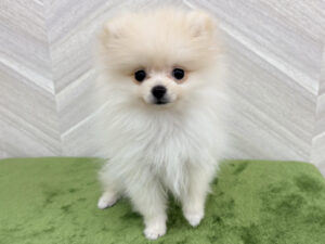 ②ポメラニアン￥361,900(税込)→4/17～5/6まで￥328,900（税込)