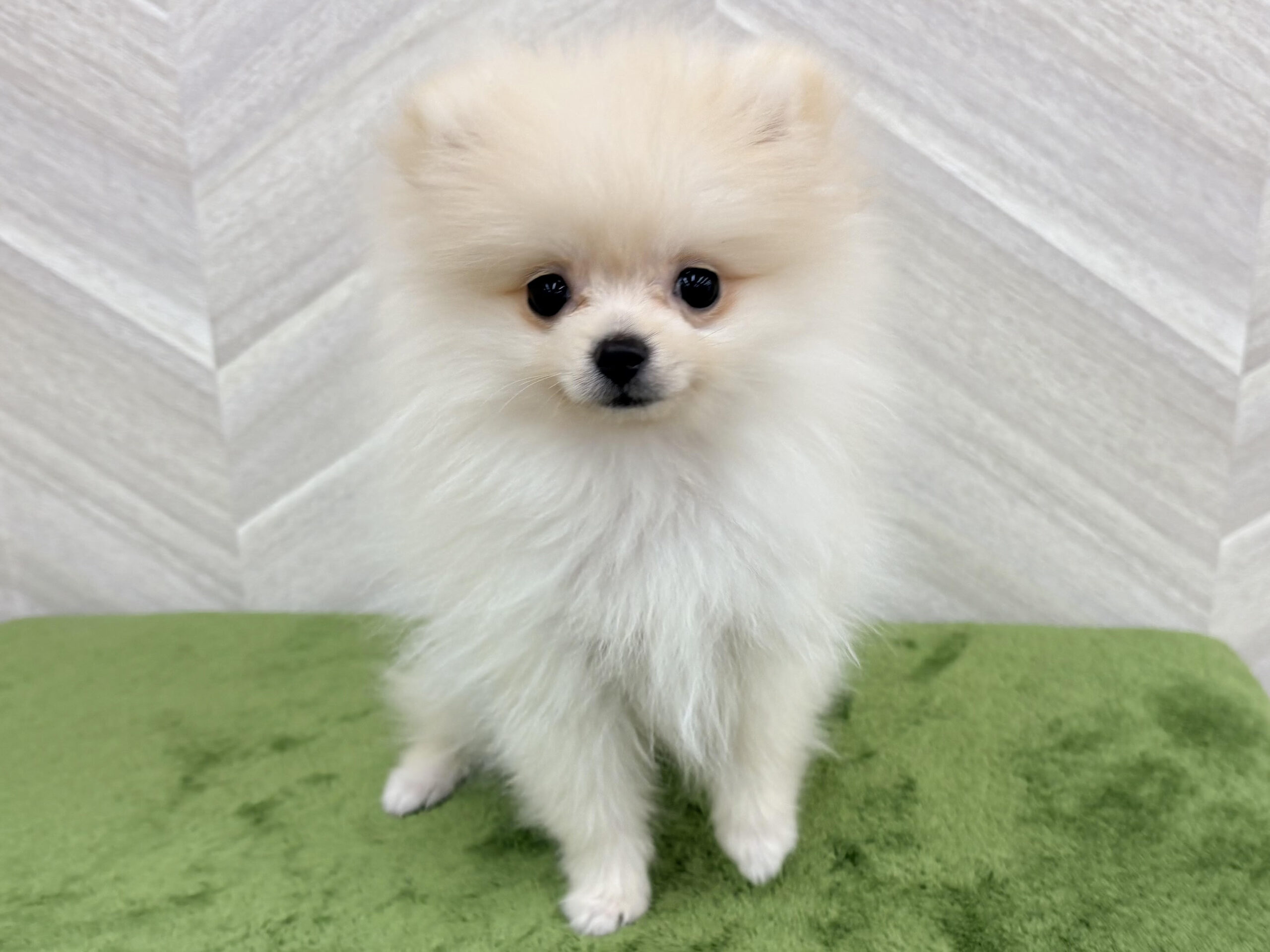 ②ポメラニアン