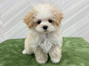 ②Mix(マルチーズ×トイプードル)　￥394,900(税込)