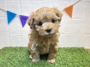 Mix(マルチーズ×トイプードル)￥295,900(税込)4/20まで→￥262,900(税込)