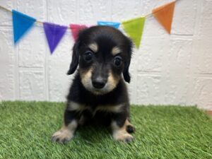 ②ミニチュアダックスフンド(ロング)￥295,900(税込)4/20まで→￥262,900(税込)