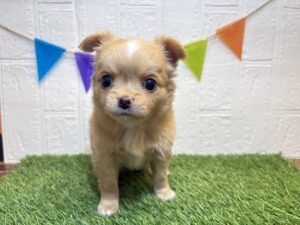 ④チワワ(ロング)￥218,900(税込)4/20まで→￥185,900(税込)