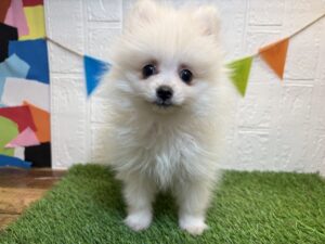 ⑨ポメラニアン￥207,900(税込)4/20まで→￥174,900(税込)