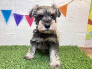 ⑩ミニチュアシュナウザー￥295,900(税込)4/20まで→￥262,900(税込)