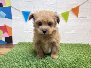 ③Mix（父ポメラニアン×母トイプードル）￥262,900(税込)4/27まで→￥185,900(税込)