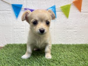 ⑨Mix（父ミニチュアダックスフンド（ロング）×母チワワ（スムース））￥240,900(税込)4/27まで→￥207,900(税込)