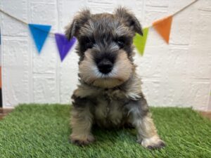 ⑩ミニチュアシュナウザー￥295,900(税込)4/27まで→￥262,900(税込)