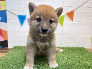 ⑬柴犬￥218,900(税込)4/27まで→￥185,900(税込)