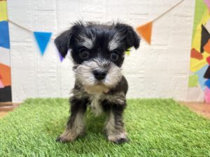 MiX(マルチーズ×ミニチュアシュナウザー)￥251,900(税込)4/27まで→￥218,900(税込)