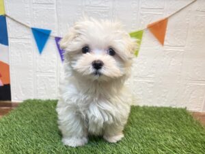 ①マルチーズ￥207,900(税込)5/4まで→￥174,900(税込)