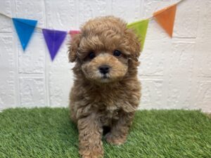 ④トイプードル￥328,900(税込)5/4まで→￥295,900(税込)