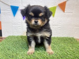 ⑨チワワ(ロング)￥207,900(税込)5/4まで→￥174,900(税込)