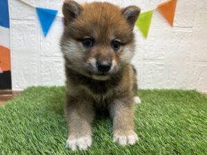 ⑩柴犬￥185,900(税込)5/4まで→￥152,900(税込)