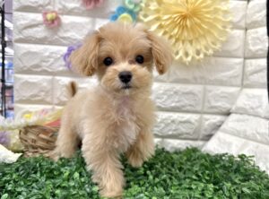 ④Mix(父トイプードル×母マルチーズ)￥251,900(税込)→￥218,900(税込)