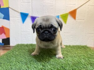 パグ￥338,800（税込）→￥305,800（税込）
