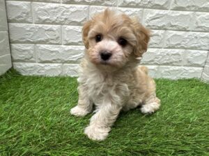 MIX(マルチーズ×トイプードル)￥262,900(税込)