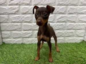 ミニチュアピンシャー￥262,900(税込)→5/6(水)まで￥229,900(税込)