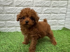 トイプードル￥427,900(税込)→5/6(水)まで￥405,900(税込)