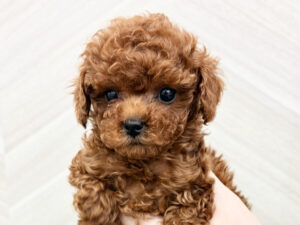 トイプードル￥504,900(税込)→4/17～5/6まで￥471,900(税込)