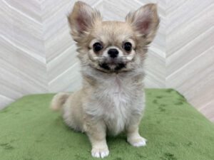 ①チワワ(ロング)￥251,900(税込)→4/17～5/6まで￥218,900(税込)