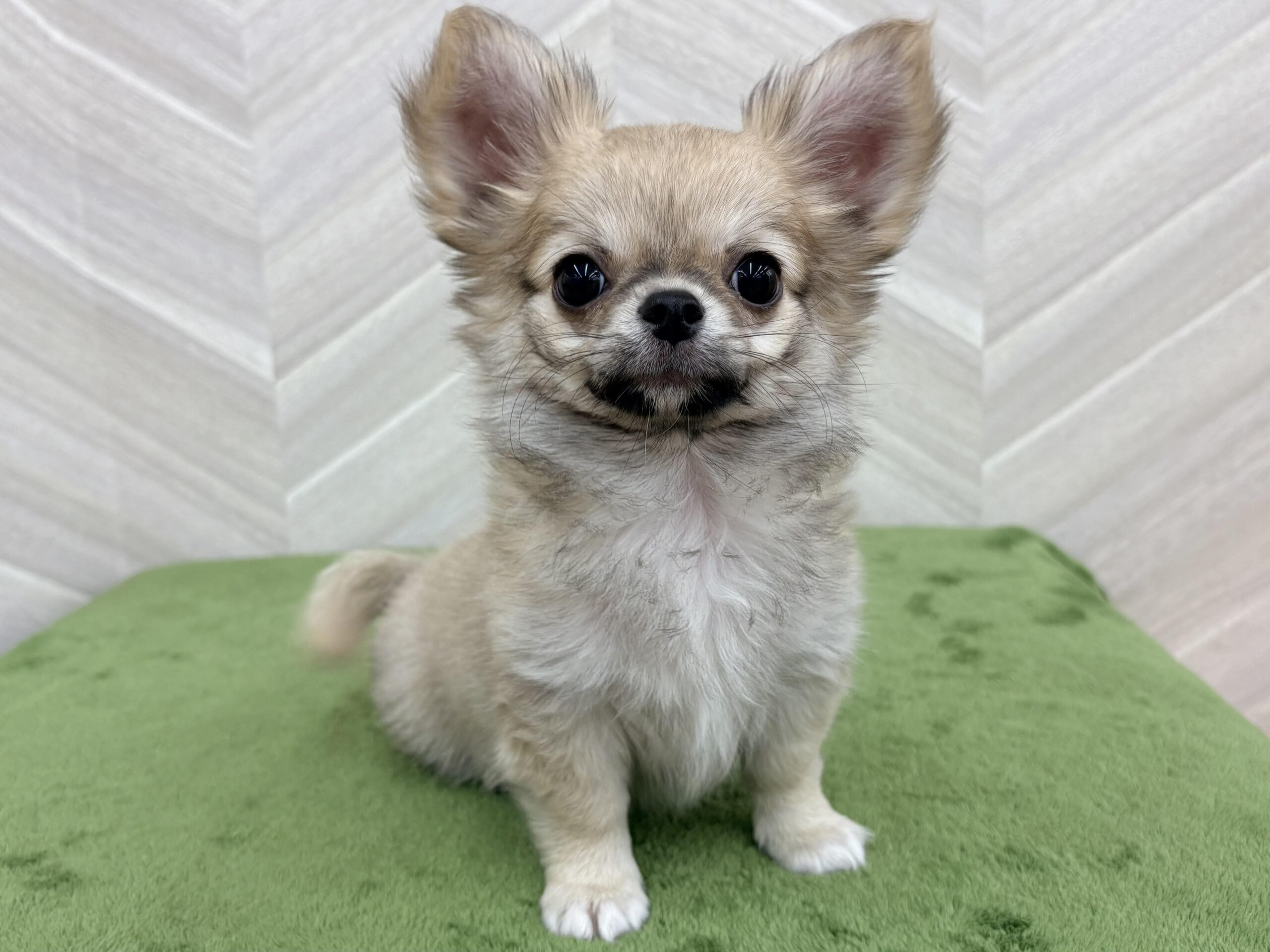 ①チワワ(ロング)