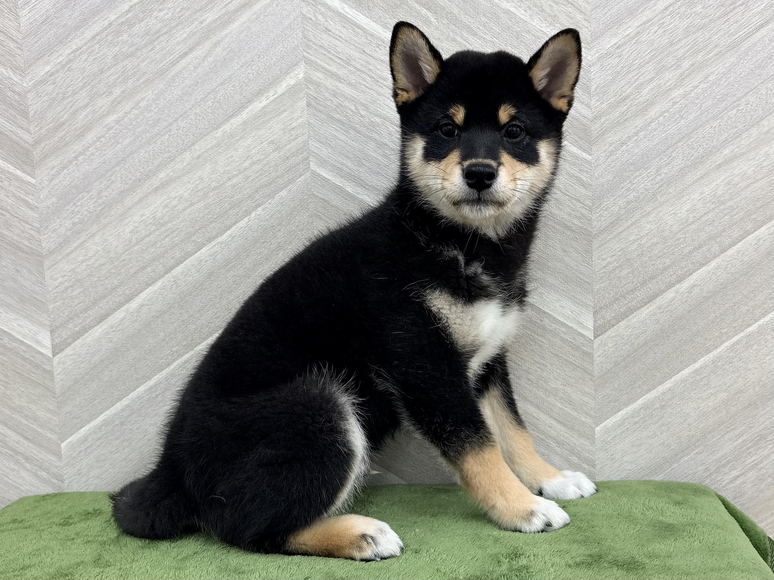 ⑯柴犬