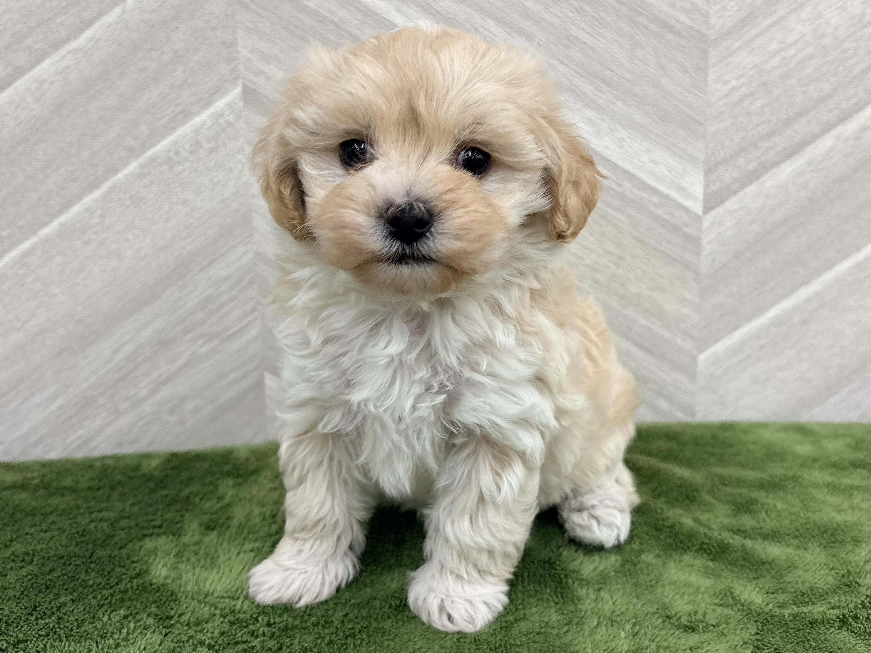 Mix(マルチーズ×トイプードル)