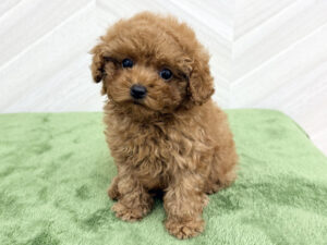 ④トイプードル￥427,900(税込)5/6まで→￥394,900(税込)