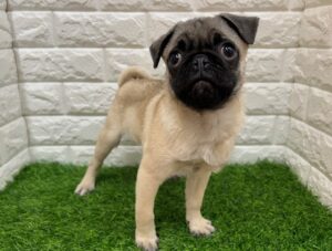 パグ ￥295,900(税込)