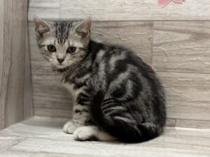 アメリカンショートヘア―　￥283,800(税込)