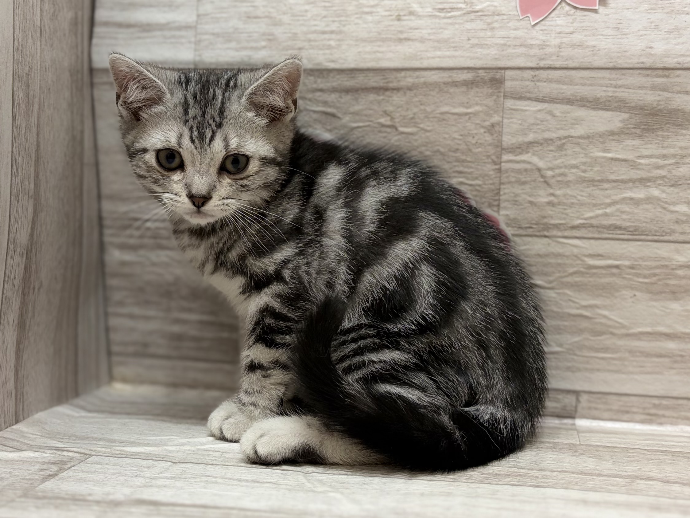 アメリカンショートヘア―