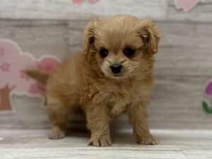 ①Mix(トイプードル×チワワ)　￥305,800(税込)→5/6まで￥272,800(税込)