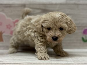 Mix(マルチーズ×トイプードル)　￥250,800(税込)→￥217,800(税込)