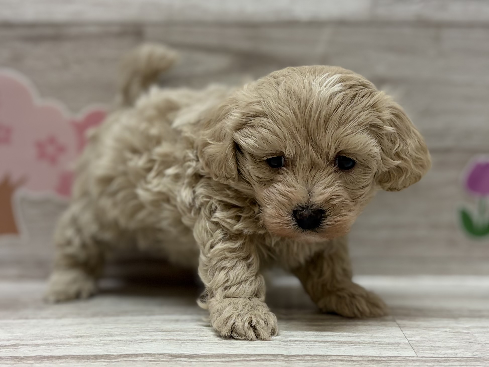 Mix(マルチーズ×トイプードル)