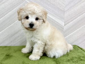 トイプードルalt=