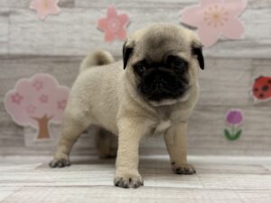 パグ　￥305,800(税込)