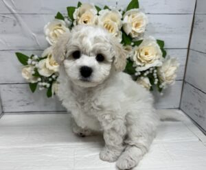 ビションフリーゼ￥218,900(税込)