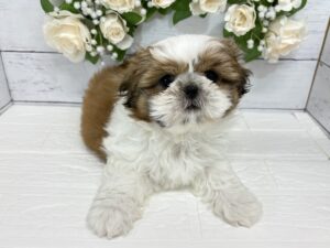 シーズー￥295,900(税込)