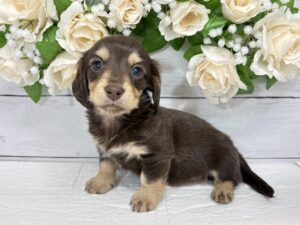 ミニチュアダックスフンド(ロング)￥361,900(税込)→5/6まで￥328,900(税込)