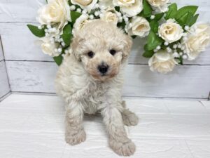 トイプードル￥218,900(税込)→5/6まで￥185,900(税込)