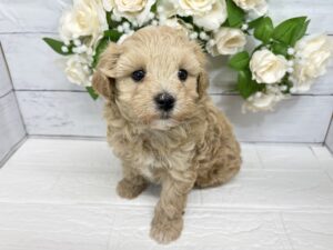 MIX(父マルチーズ×母トイプードル)￥284,900(税込)→5/6まで￥251,900(税込)