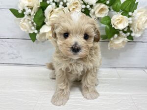 MIX(父マルチーズ×母トイプードル)￥317,900(税込)→5/6まで￥284,900(税込)