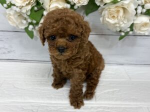 トイプードル￥471,900(税込)→5/6まで￥438,900(税込)