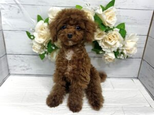 トイプードル￥317,900(税込)→5/6まで￥284,900(税込)