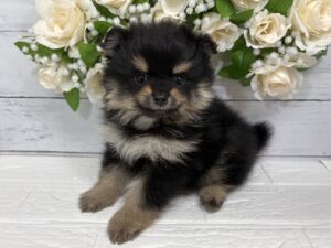 ポメラニアン￥361,900(税込)→5/6まで￥328,900(税込)